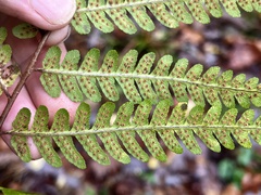 Dryopteris celsa