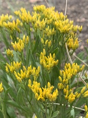 Petradoria pumila