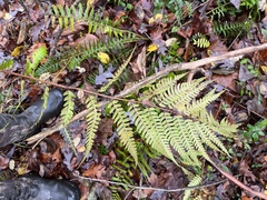 Dryopteris celsa