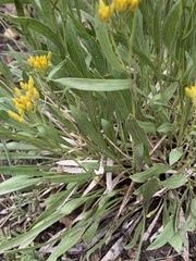 Petradoria pumila
