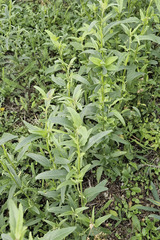 Atriplex oblongifolia