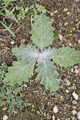 Salvia aethiopis