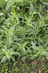 Atriplex oblongifolia