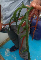 Kappaphycus alvarezii