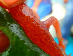 Kappaphycus alvarezii