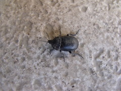 Ablattaria laevigata