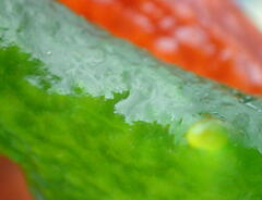 Kappaphycus alvarezii