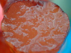 Kappaphycus alvarezii