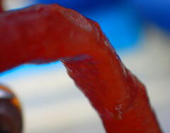 Kappaphycus alvarezii