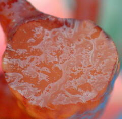 Kappaphycus alvarezii