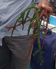 Kappaphycus alvarezii