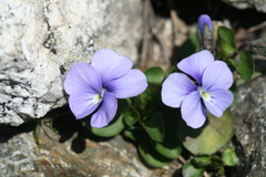 Viola nummulariifolia