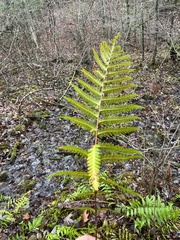 Dryopteris ludoviciana