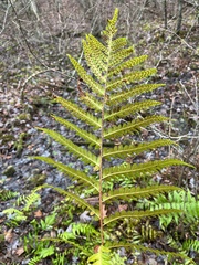 Dryopteris ludoviciana