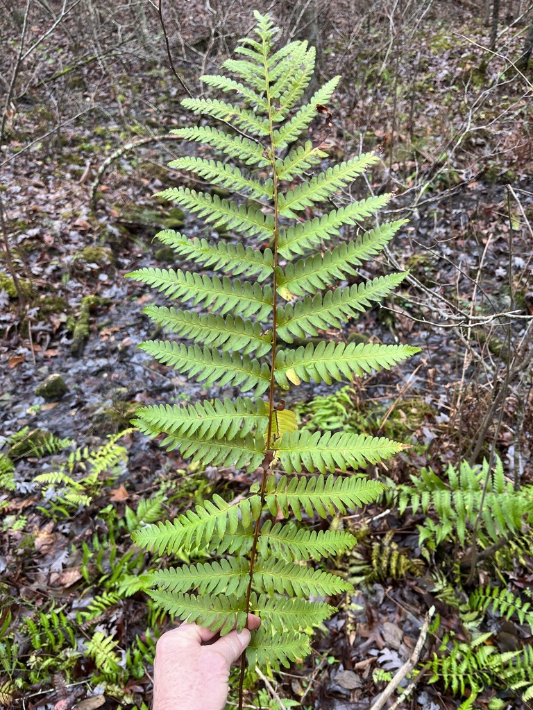 southern wood fern