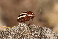 Cryptocephalus calidus