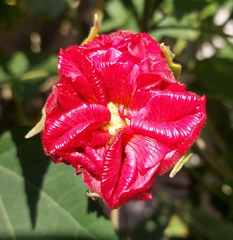 Rhododendron arboreum