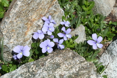 Viola nummulariifolia