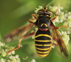 Spilomyia diophthalma