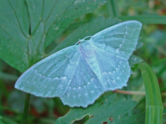 Geometra papilionaria