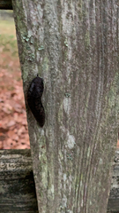 Megapallifera mutabilis