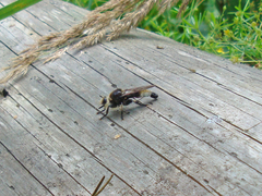 Laphria gibbosa