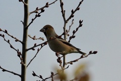 Coccothraustes coccothraustes