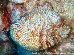 Cladocora caespitosa