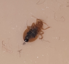 Cimex lectularius
