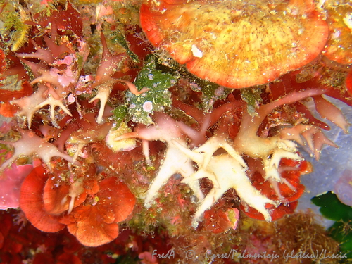 Representative image of Fauchea repens