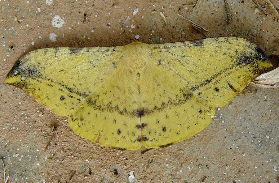 Eupterote naessigi