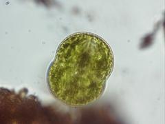 Cosmarium pseudoconnatum