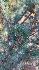 Artemisia californica