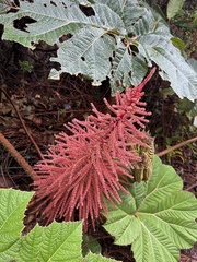 Gunnera insignis