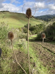 Dipsacus sativus