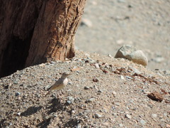 Ammomanes deserti