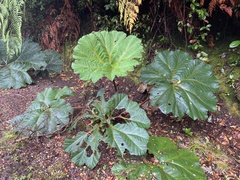 Gunnera insignis