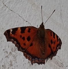 Nymphalis xanthomelas