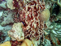 Azurina multilineata