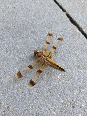 Libellula semifasciata