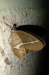 Pierella nereis