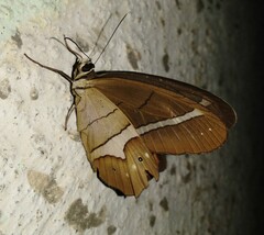 Pierella nereis