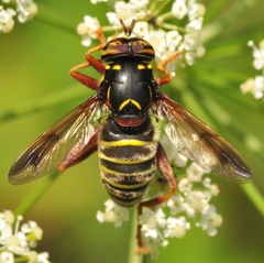 Spilomyia diophthalma