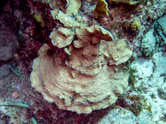 Azurina multilineata