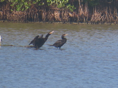 Nannopterum brasilianum