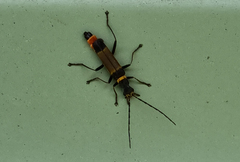 Chauliognathus imperialis