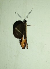 Pierella nereis