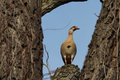 Alopochen aegyptiaca