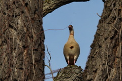 Alopochen aegyptiaca