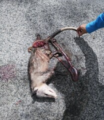 Didelphis marsupialis